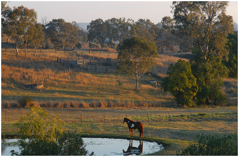 Cheval Australie-D100