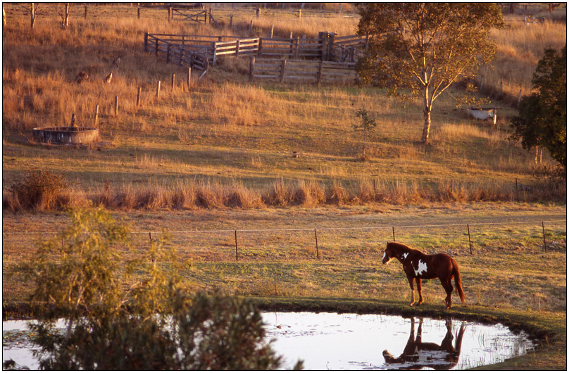 Cheval Australie-24x36-scan Epson